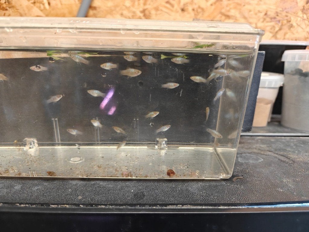 Jonge blauwe platys 1,5cm, Vis, Zoetwatervis