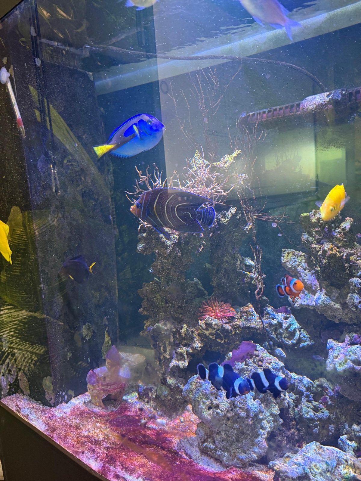 Compleet zoutwateraquarium met tropische vissen en techniek, Dieren en Toebehoren, Ophalen, Gevuld zoetwateraquarium