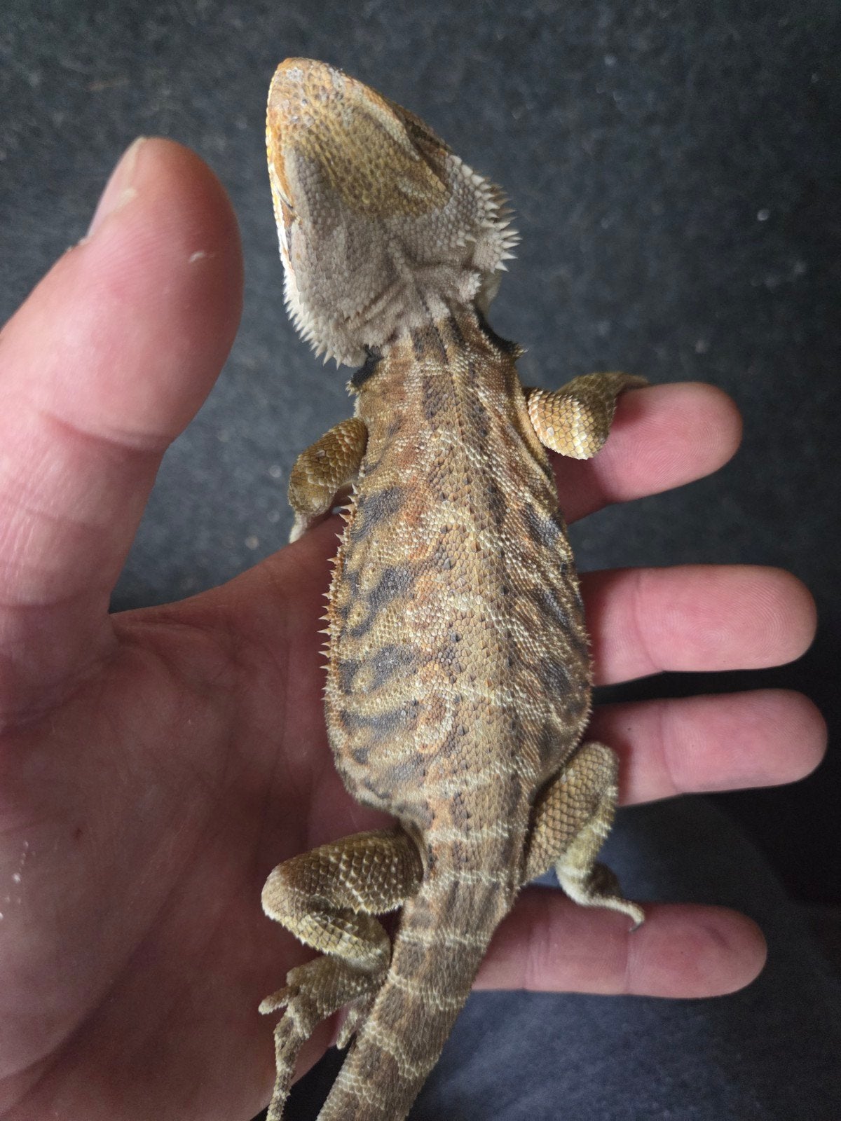 Baardagaam Pogona Vitticeps Citrus Orange Tiger Bearded Dragon - male for sale from r.greven1983