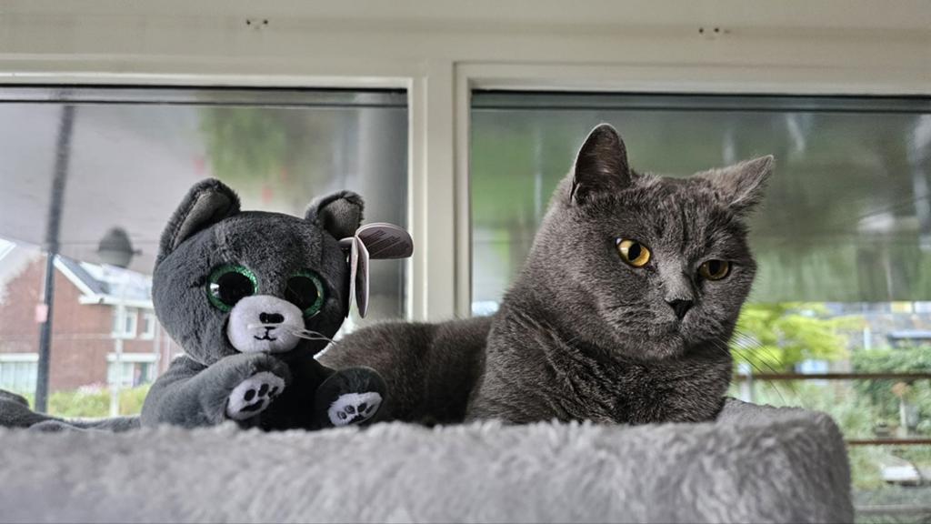Zachtaardige Britse Korthaar 4 jaar grijs, Kater