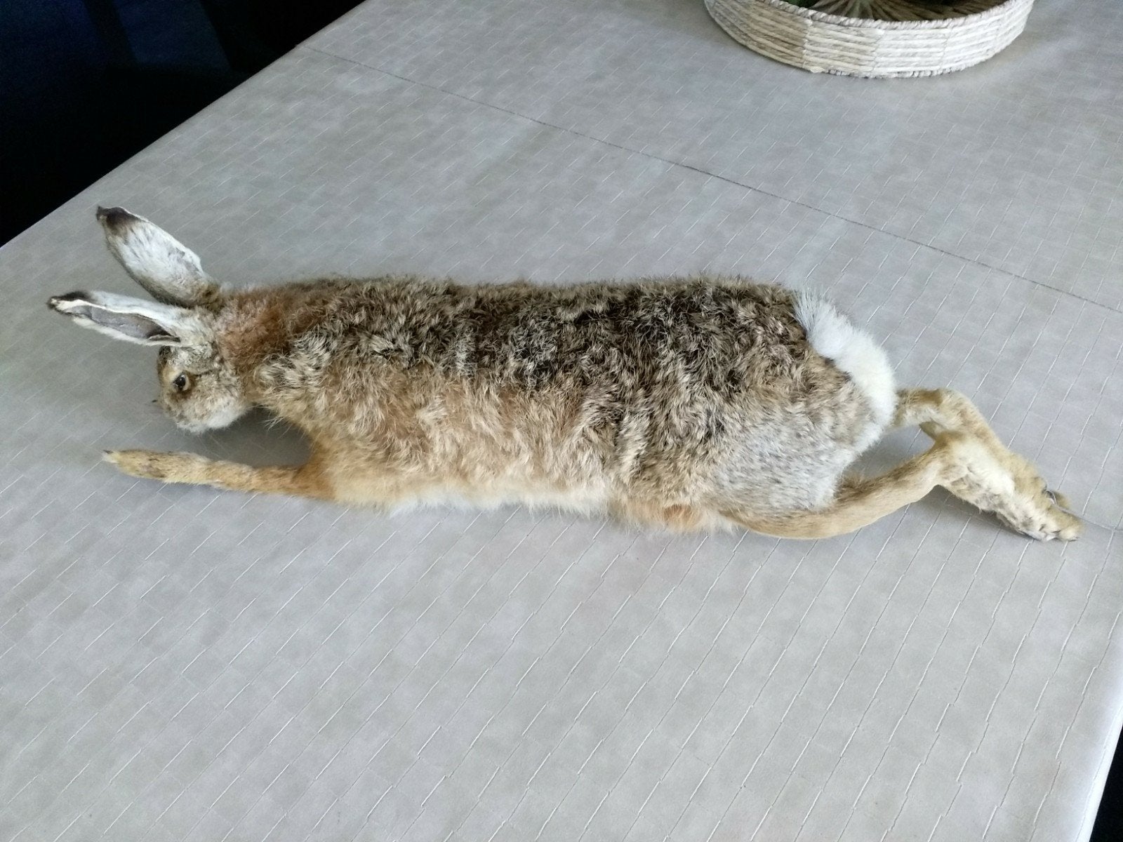 Opgezet konijn, Dieren en Toebehoren, Ophalen, Zo goed als nieuw