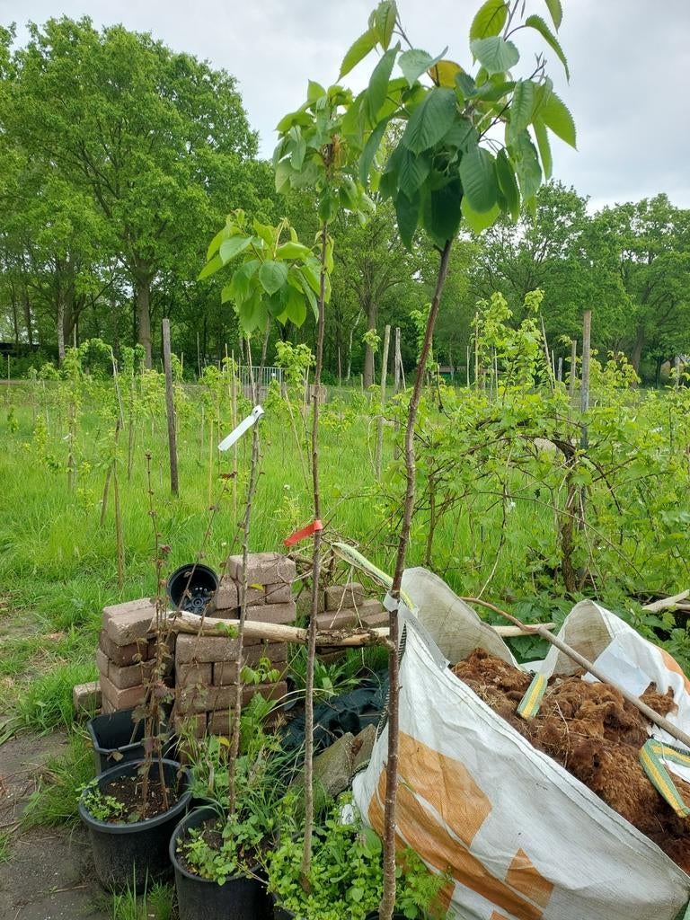 Mooie kersenbomen (bio), Tuin en Terras, Planten | Bomen, Ophalen, In pot, Volle zon, Overige soorten