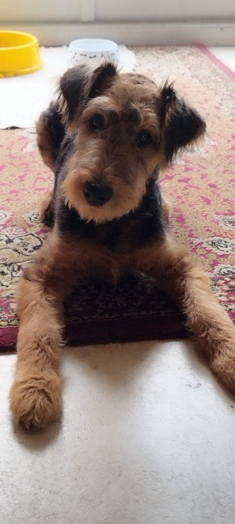 AIREDALE TERRIER PUPS, Dieren en Toebehoren, 15 weken tot 1 jaar, Overige rassen, Parvo, Meerdere