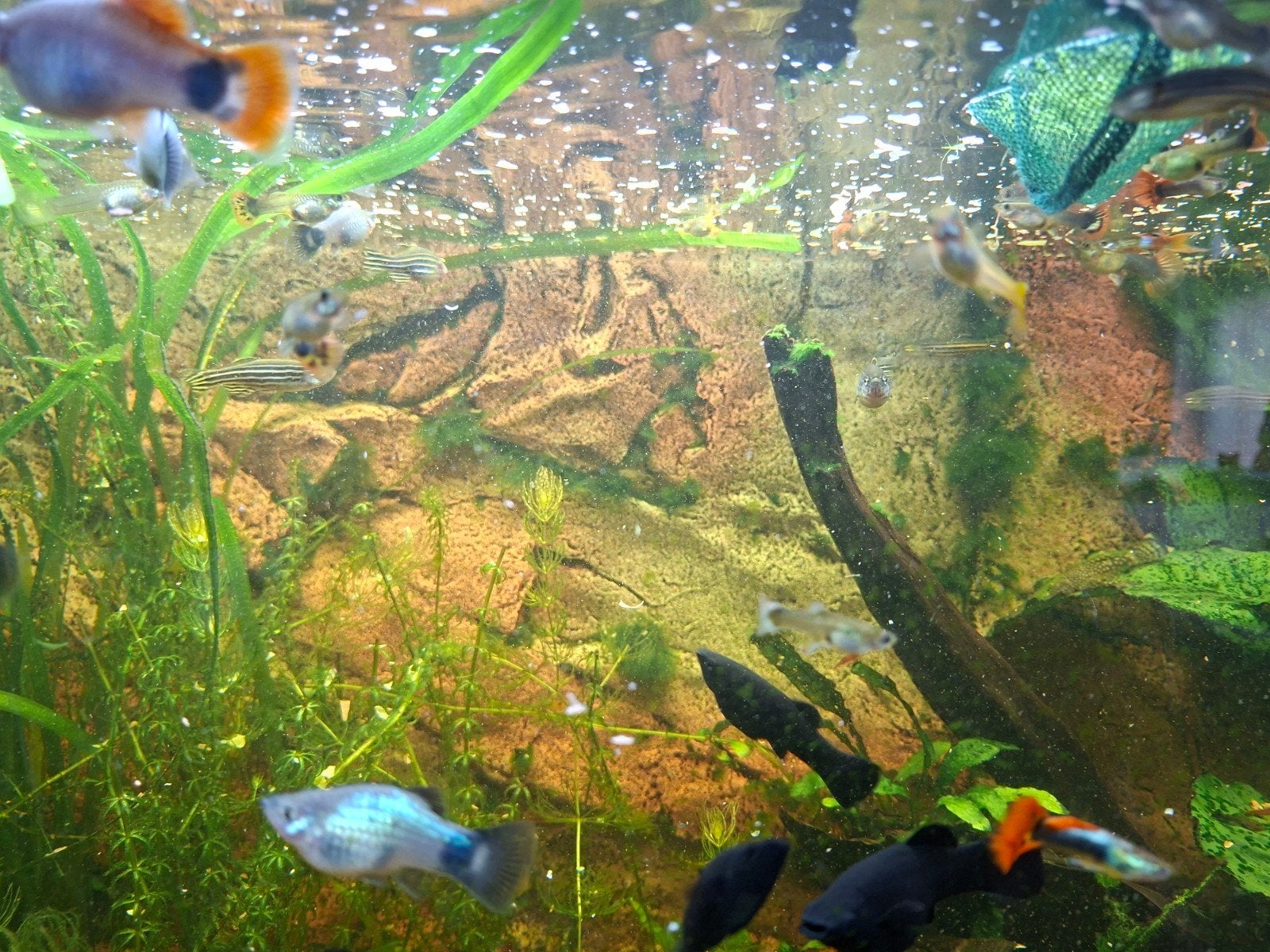 guppys, black mollys en algeneters, Vis