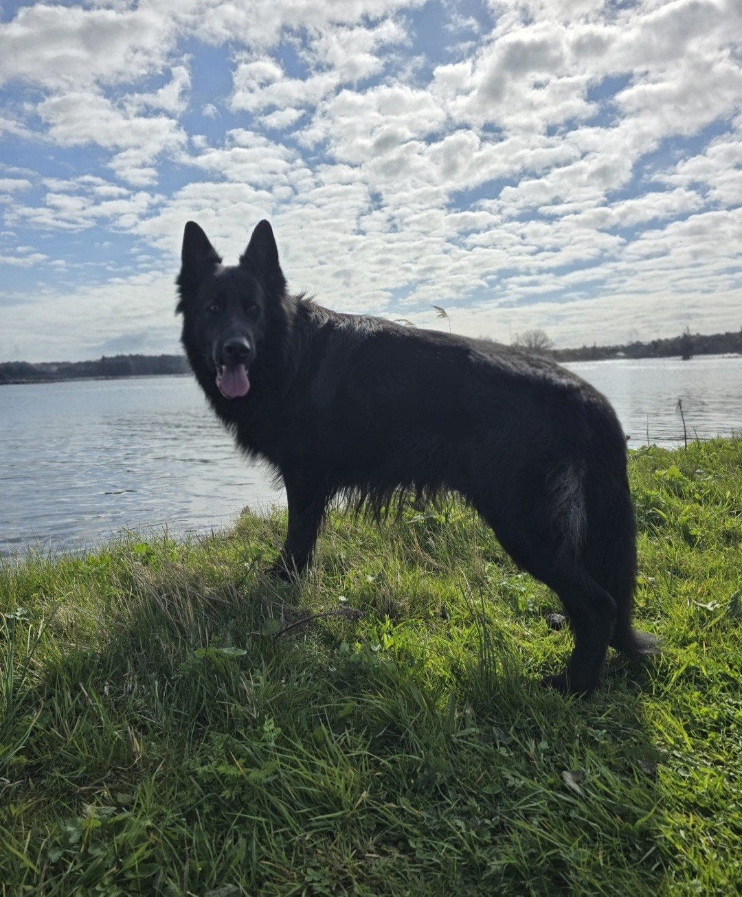Spoed goed tehuis gezocht voor Kitai, Dieren en Toebehoren, Parvo, Reu, Eén hond, 3 tot 5 jaar