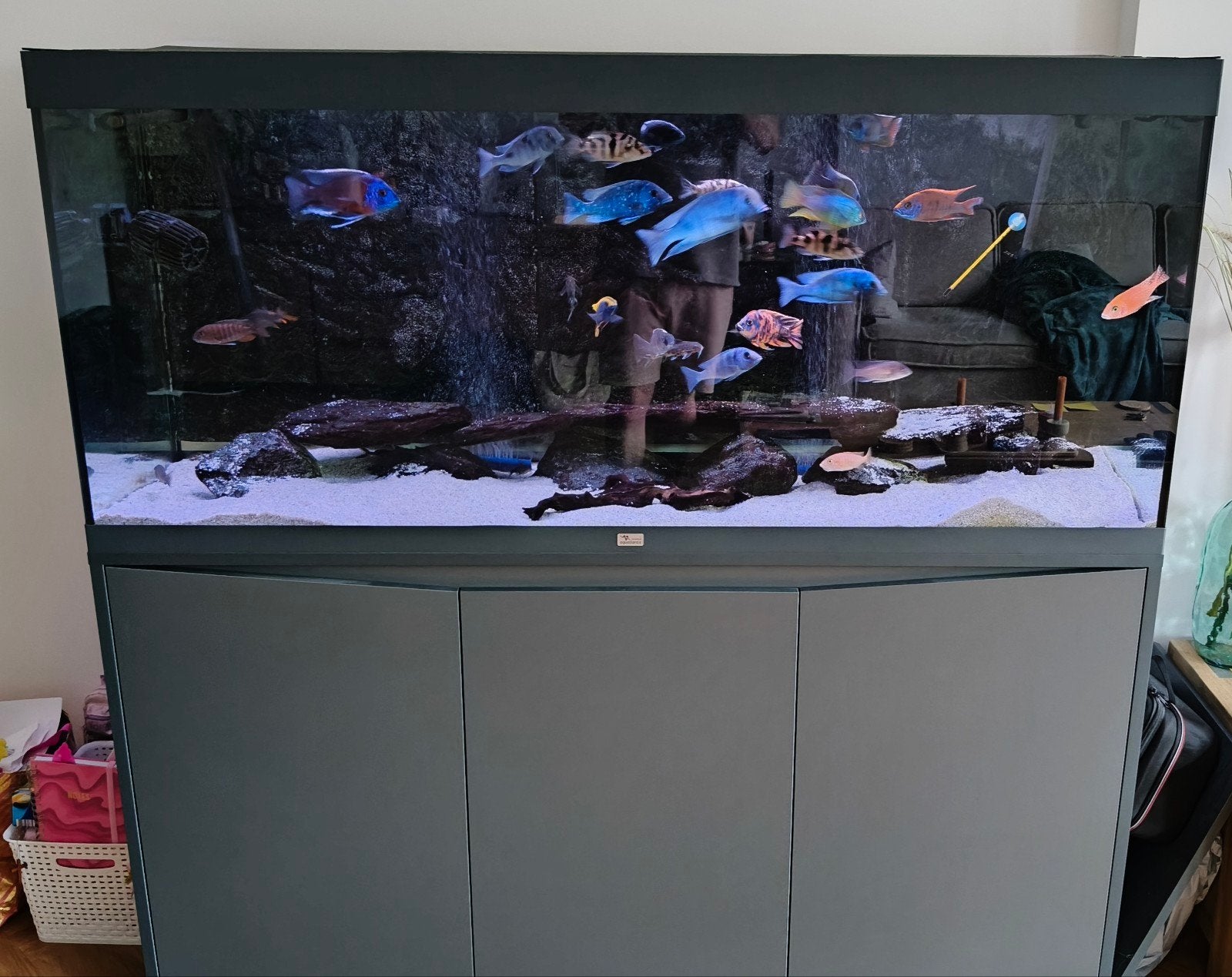 Aquarium aqualantis volga 450 (antraciet) Malawi Cichliden, Ophalen, Zo goed als nieuw, Gevuld zoetwateraquarium