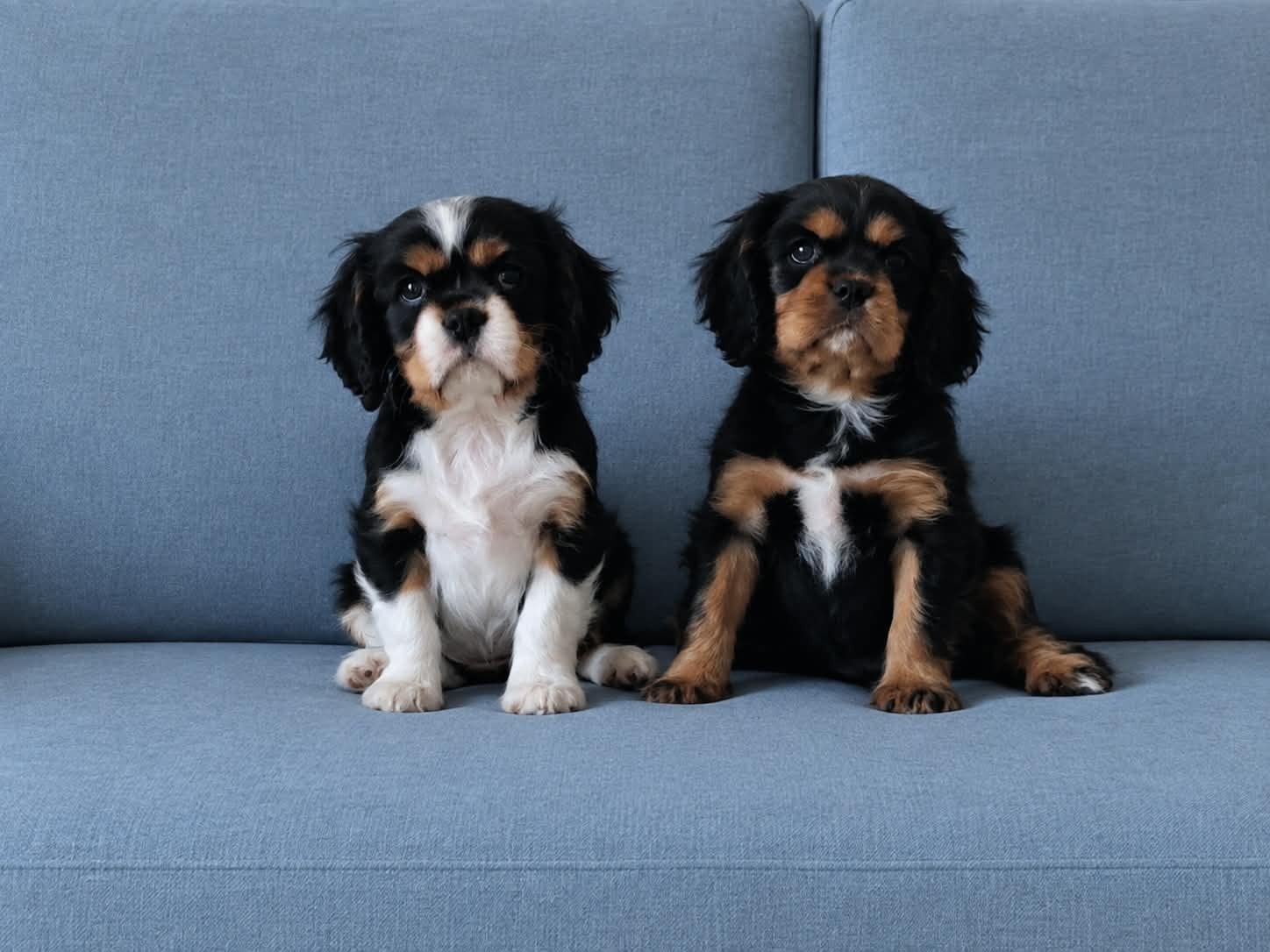 Cavalier King Charles pups, Overige rassen, CDV (hondenziekte), 8 tot 15 weken, Teef