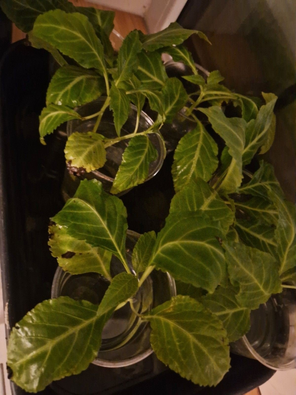 Salvia plantjes, Tuin en Terras, Ophalen of Verzenden, Bloeit niet, Vaste plant, Halfschaduw