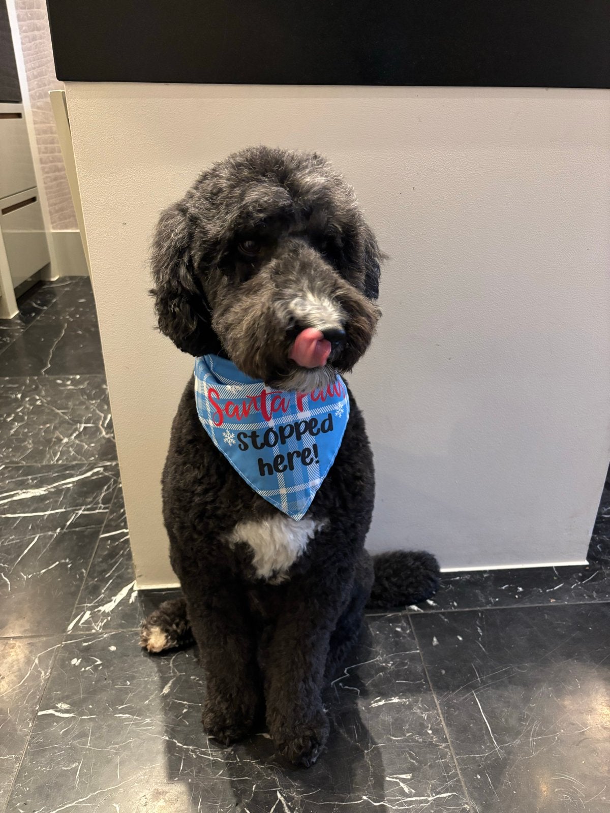 Hele lieve Labradoodle, 6 jaar of ouder, Reu, Meerdere, Nederland