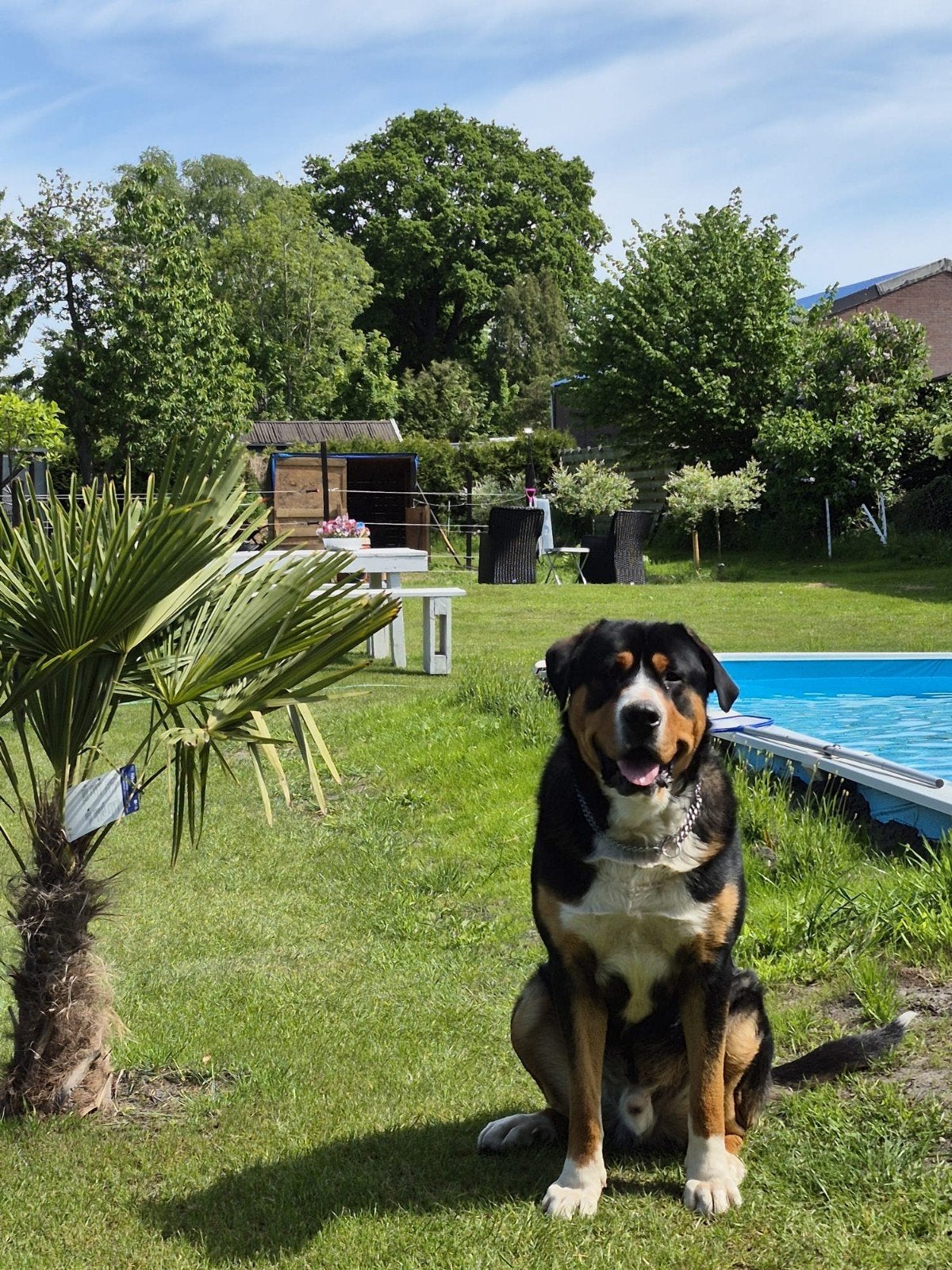 Grote Zwitserse sennenhond kruising met Rottweiler, Reu, 1 tot 2 jaar, Eén hond, Nederland