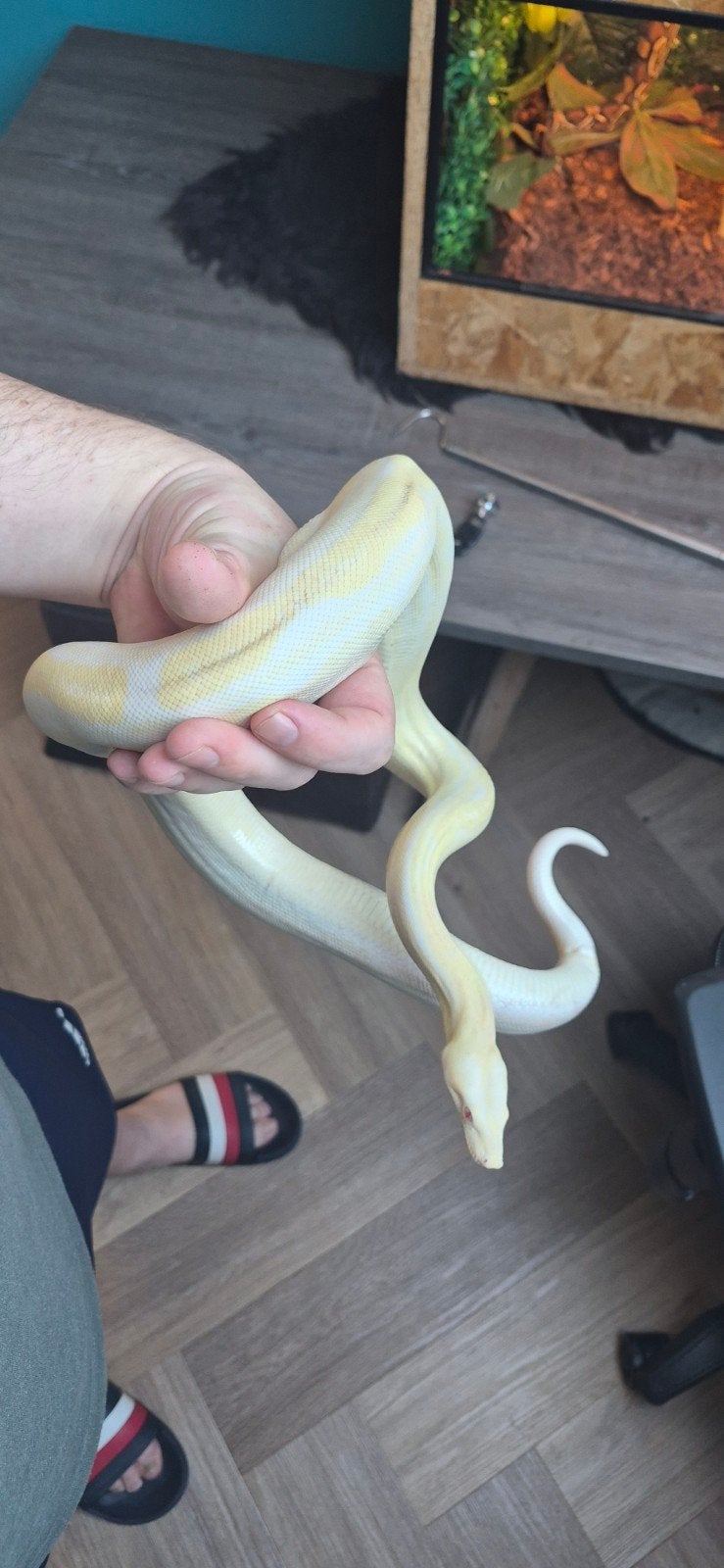 Prachtige en gezonde Boa constrictor Albino RLT, Vrouw 3jr, Slang, Tam, 3 tot 6 jaar