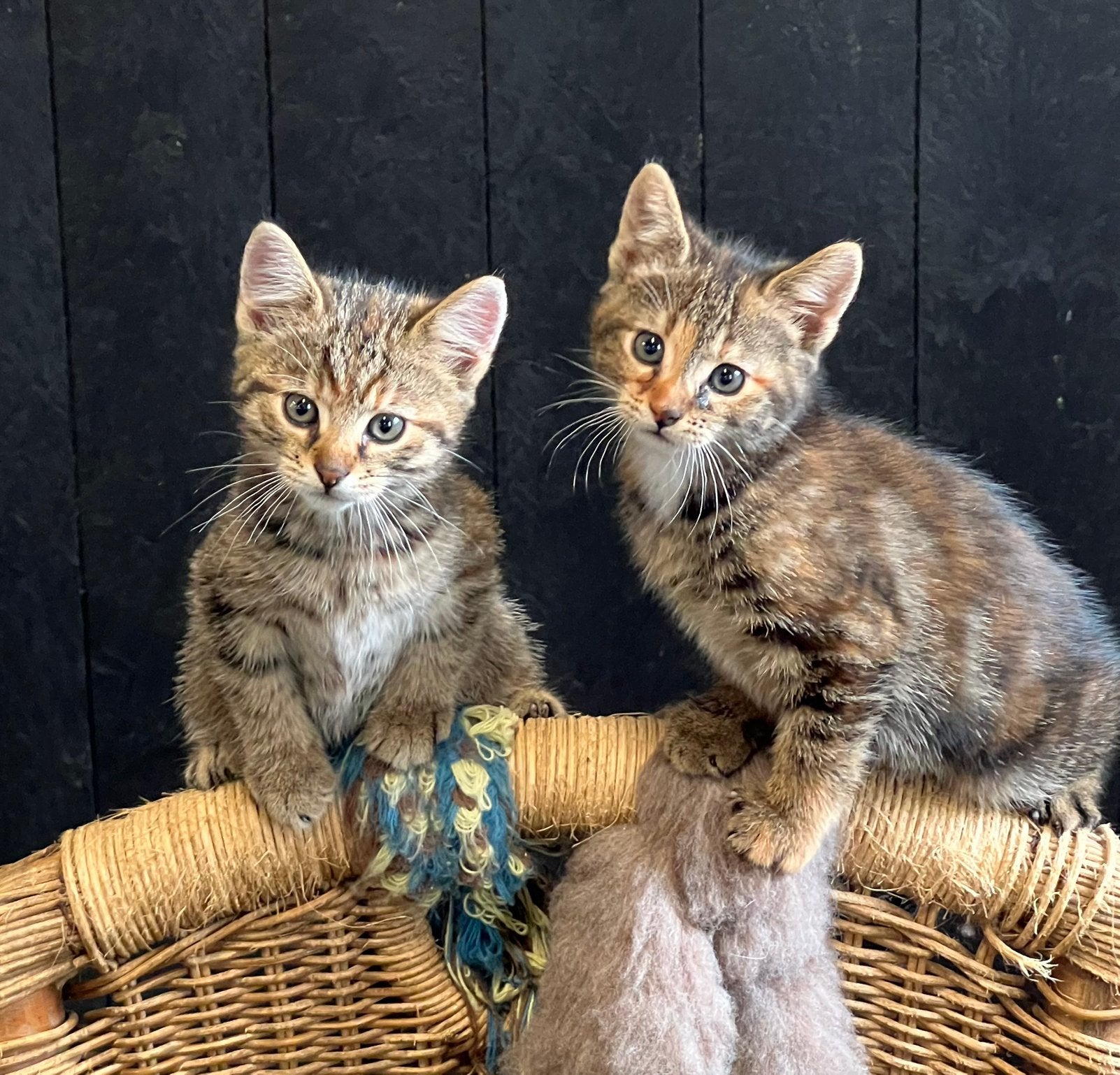 Zeer aanhankelijke kittens driekleur rood tijger cypers, Meerdere dieren, Kortharig, 0 tot 2 jaar