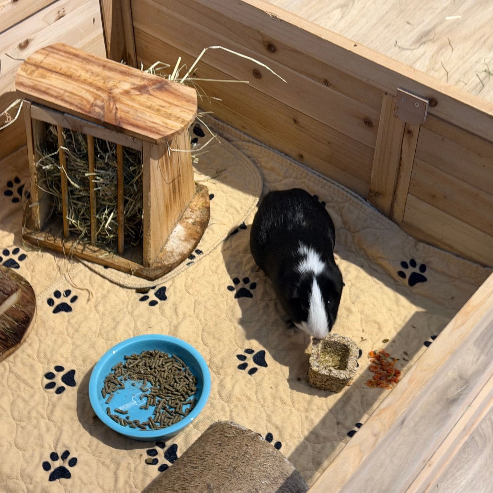 Twee cavia beertjes (broertjes, 1,5 jaar oud), Ophalen, Loopwiel of Rad