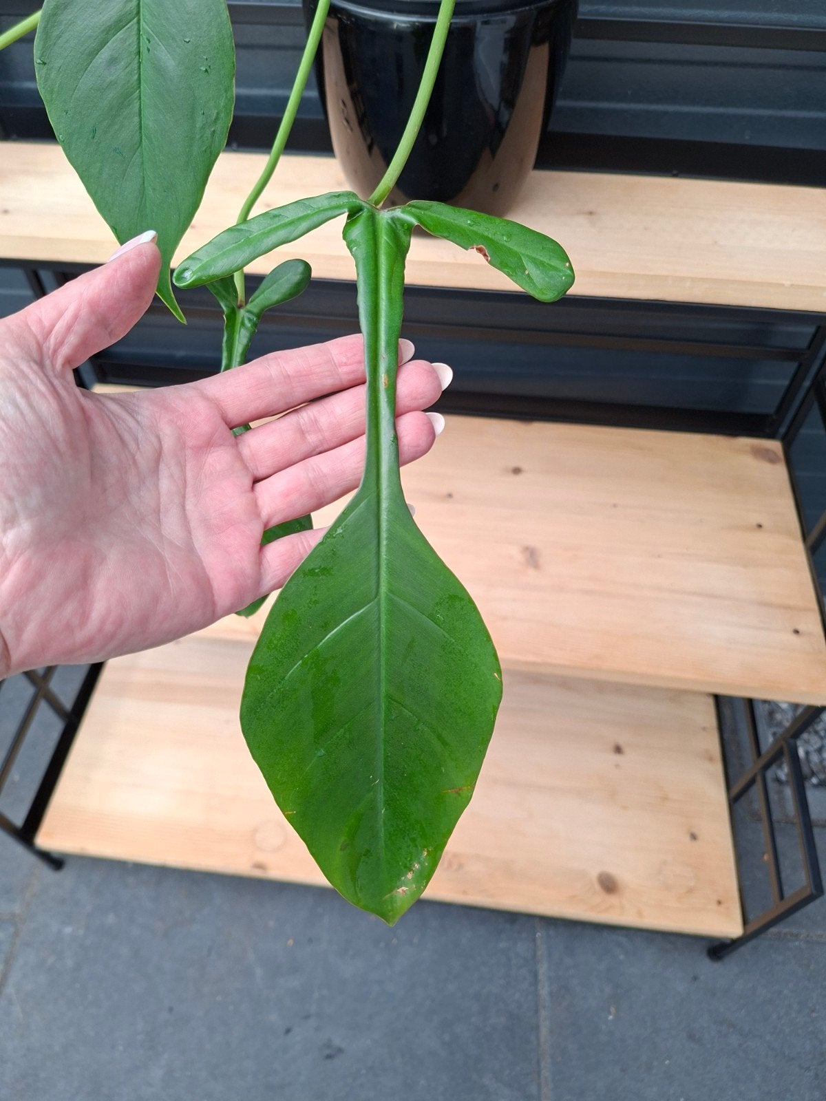 Philodendron Joepii plant, Ophalen, Halfschaduw, Minder dan 100 cm
