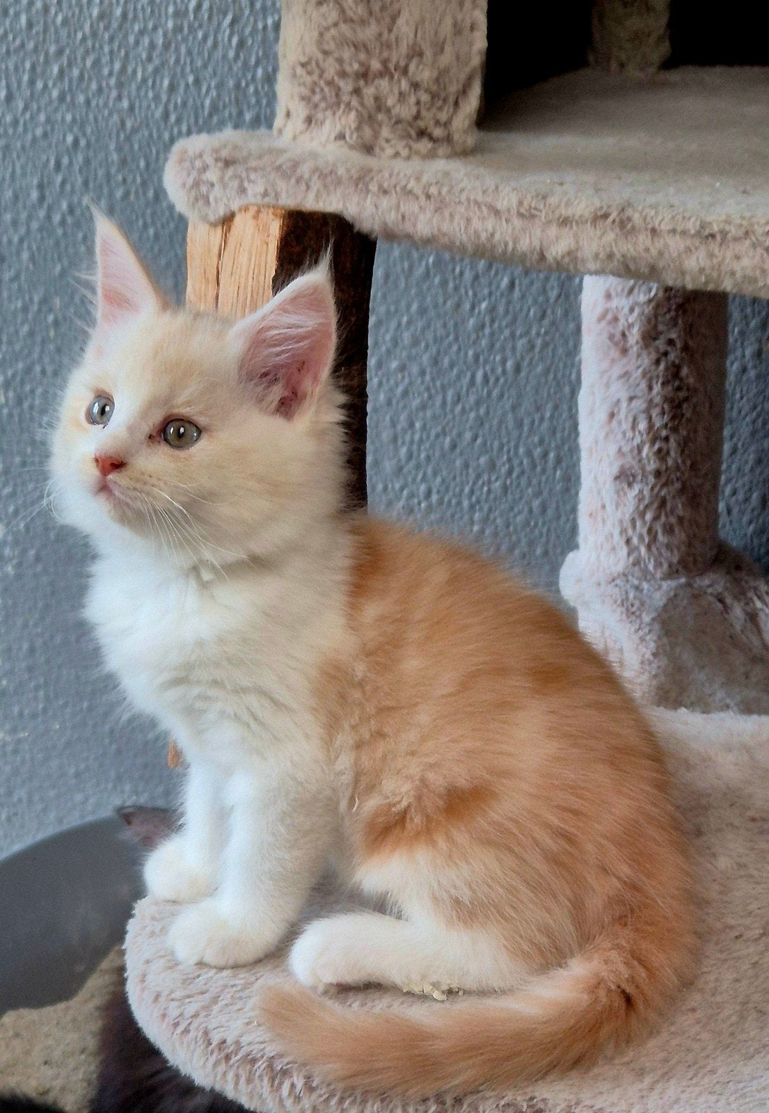Maine Coon-kittens xxl beschikbaar gevaccineerd, Meerdere dieren, Ontwormd