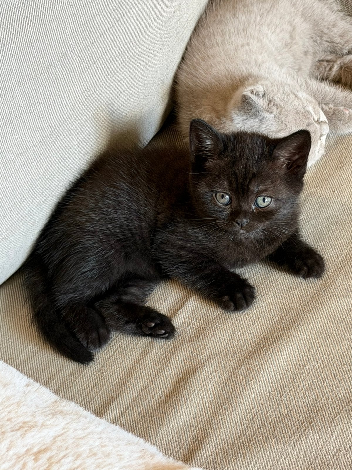 Foto 4 van Britse korthaar kittens