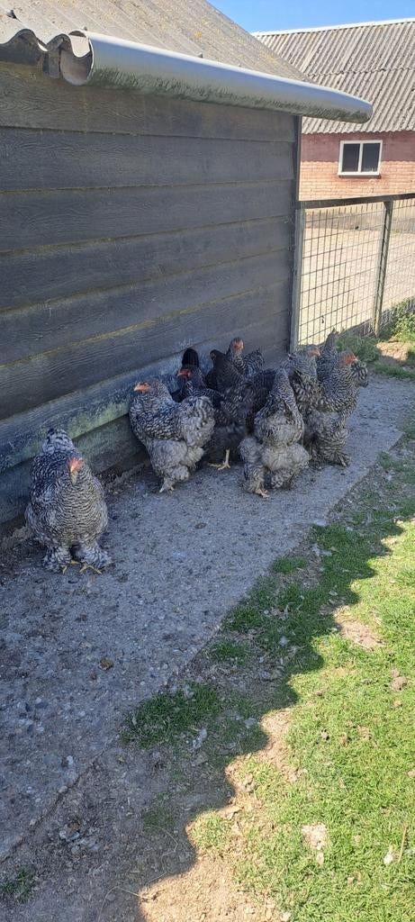 Brahma hennen koekoek's kleur, Vrouwelijk, Kip