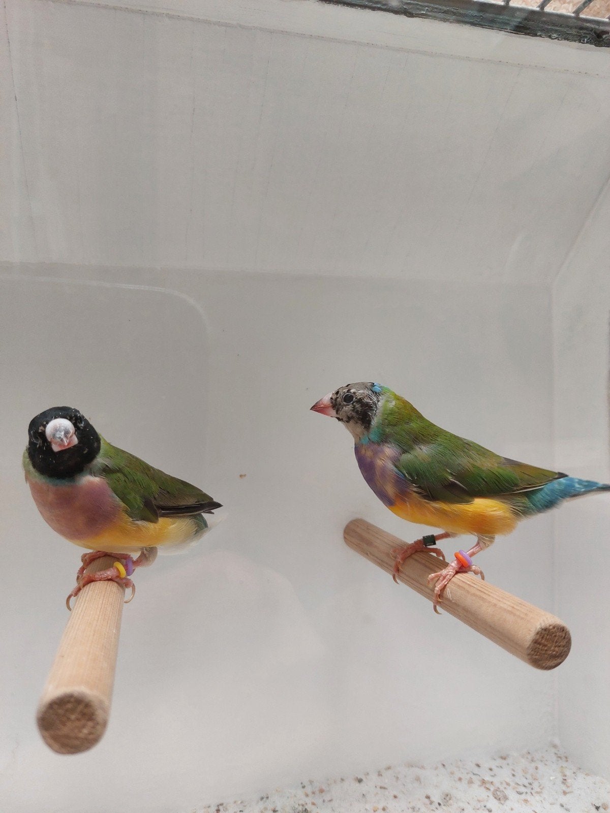 Koppetje Gouldamadine, Meerdere dieren, Geringd
