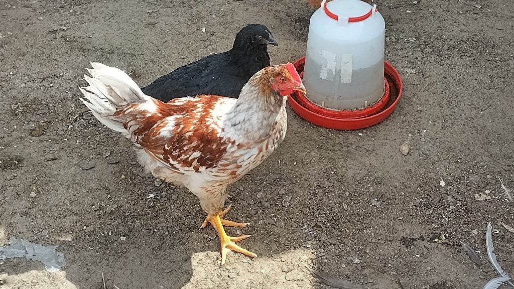 Uniek wit dubbel gezoomde Barnevelder haan, Mannelijk, Kip