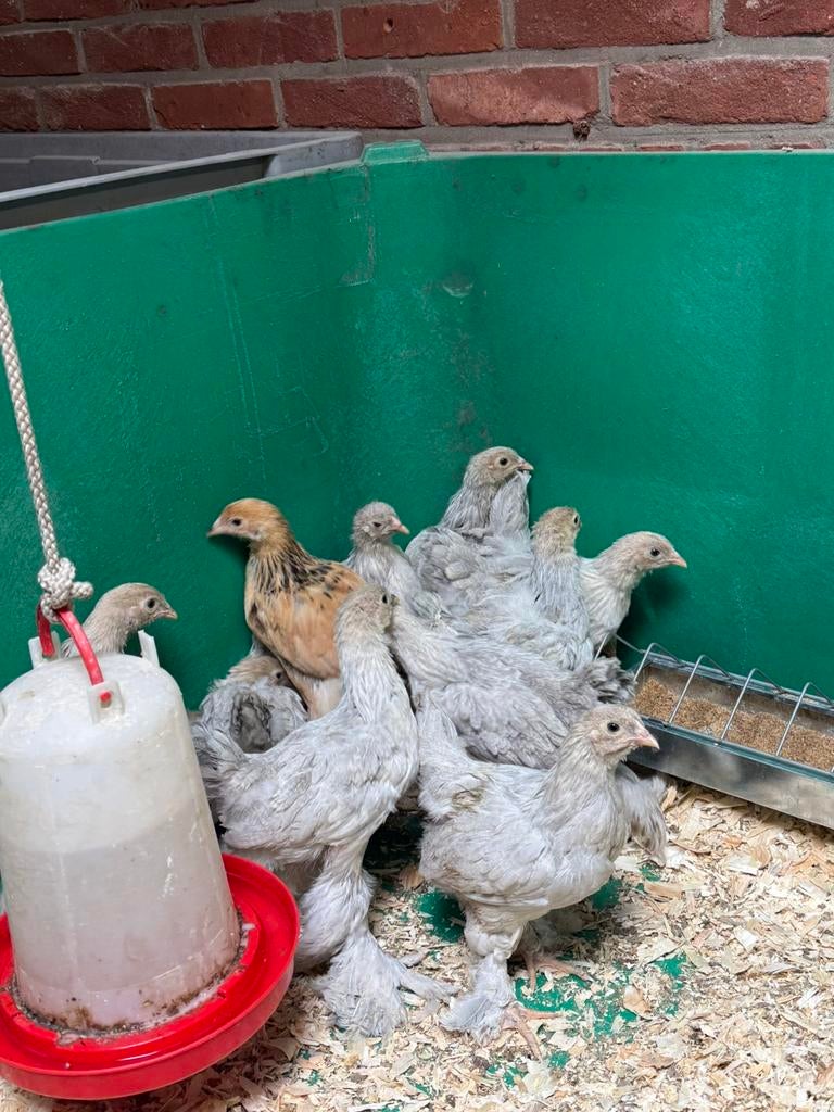 Brahma groothoenders kleur parel grijs patrijs, Vrouwelijk, Kip