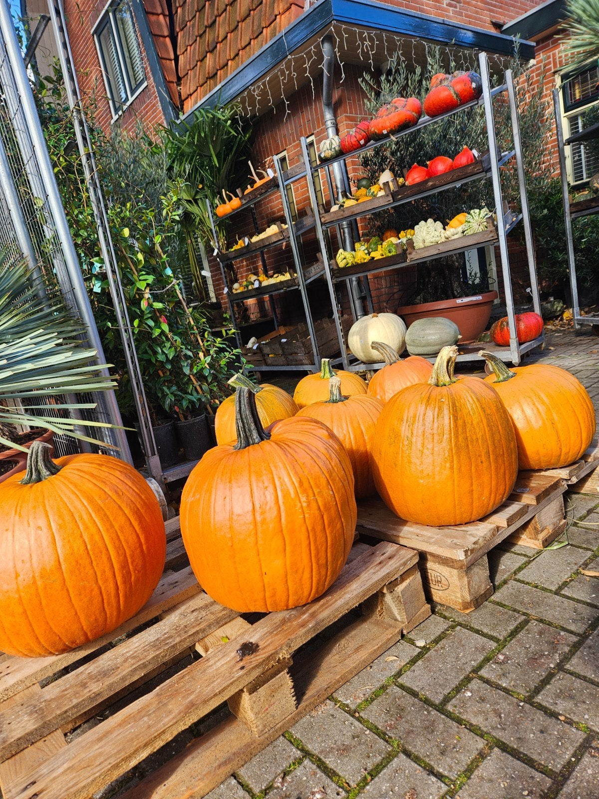 Pompoenen Halloween - eetbaar - sier, Ophalen, Eenjarig, Groenteplanten, Volle zon