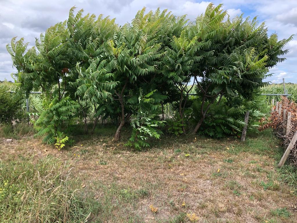 Fluweelboompjes, Tuin en Terras, Overige soorten, Minder dan 100 cm, Zomer, Ophalen