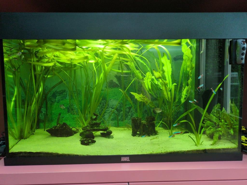 Juwel aquarium 80x50x35 incl vissen, accessoires en voer, Ophalen, Gevuld zoetwateraquarium