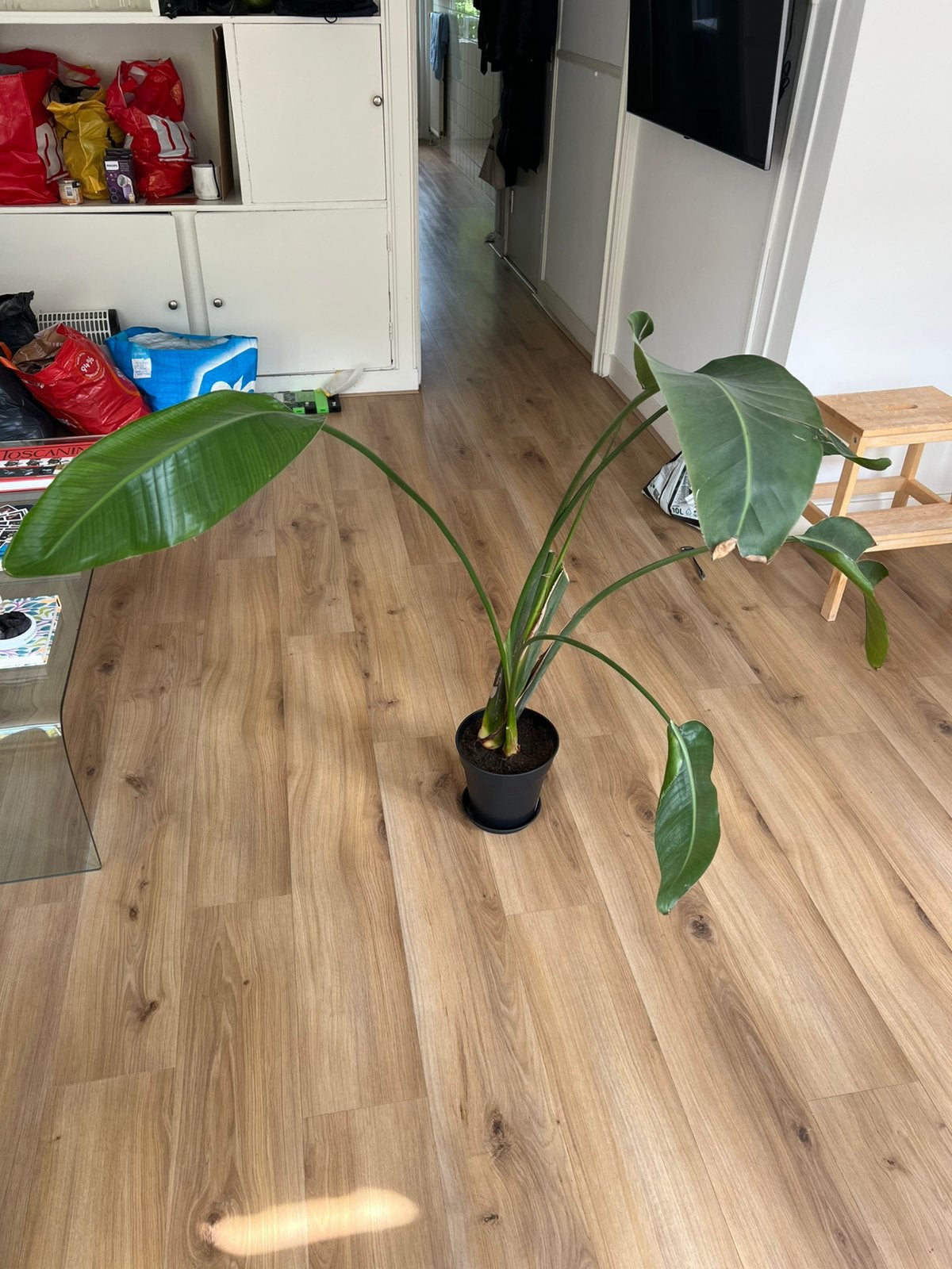 Strelitzia Nicolai / Paradijsvogelplant 120 cm, Ophalen, 100 tot 150 cm, Overige soorten, Volle zon