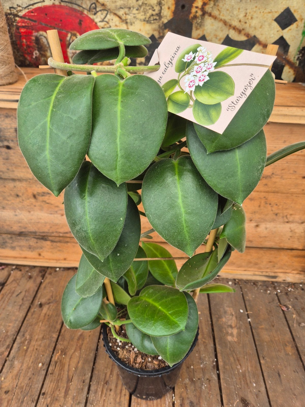 Hoya Calycina Stargazer p17 (5), Huis en Inrichting, Kamerplanten, Ophalen of Verzenden, Halfschaduw, Minder dan 100 cm