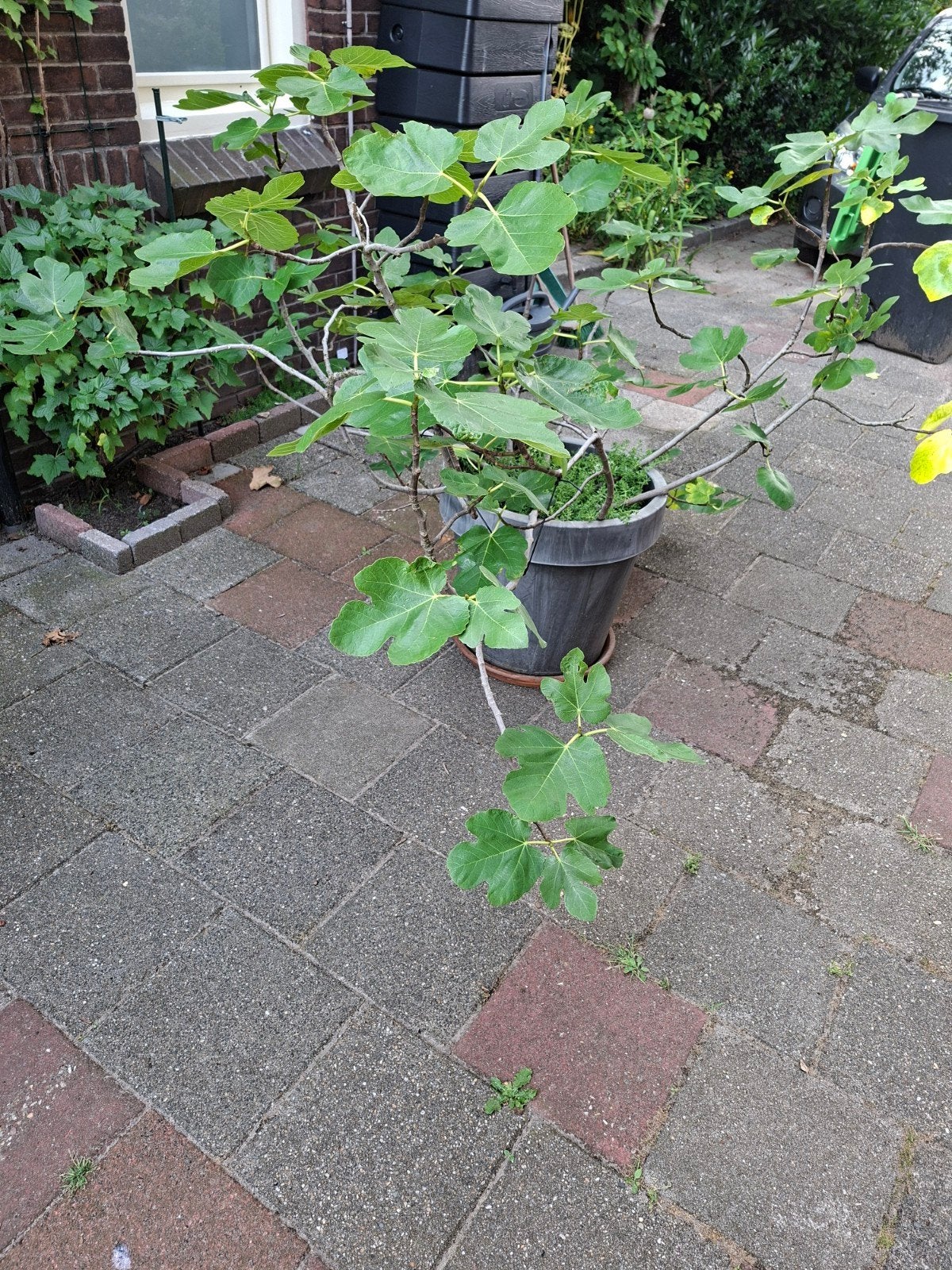 Enorme volwassen vijg plant, Ophalen, Minder dan 100 cm, Vijgenboom, Zomer