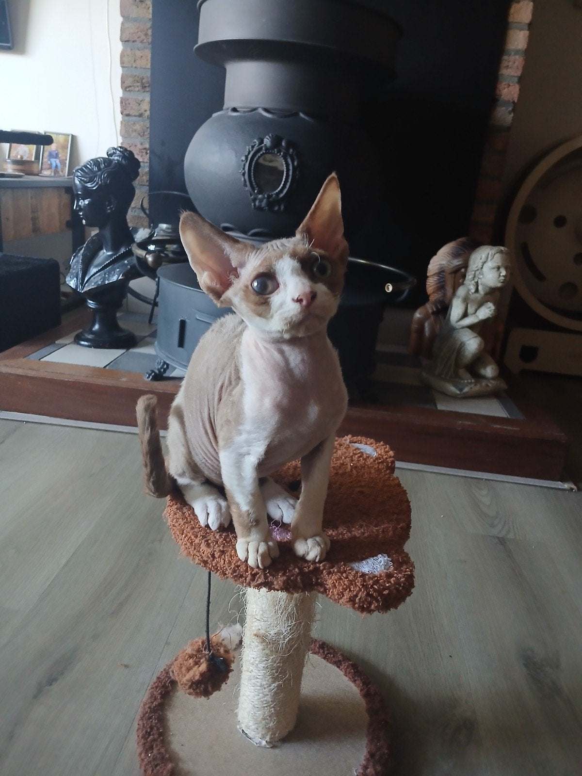 Devon Rex beschikbaar, Dieren en Toebehoren, Kater, Gechipt, 0 tot 2 jaar