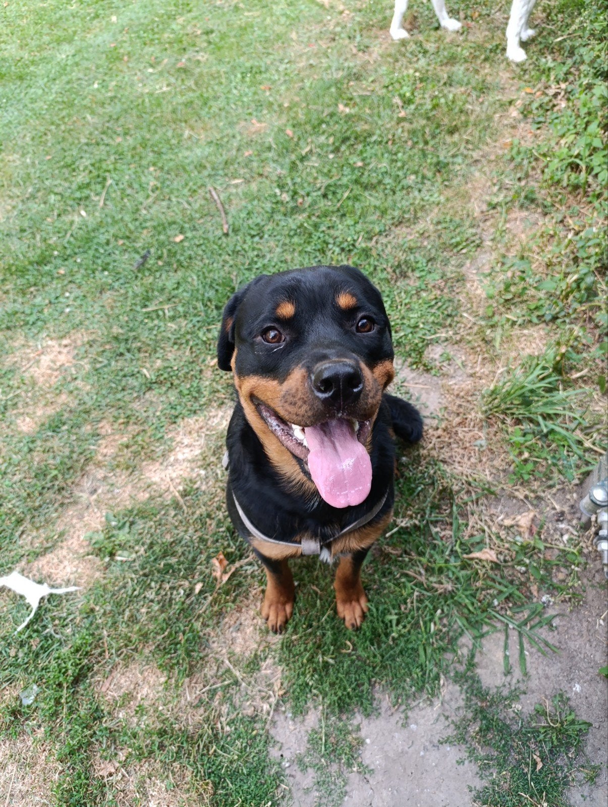 ras zuivere rottweiler, Dieren en Toebehoren, Reu, 1 tot 2 jaar, Eén hond, Nederland