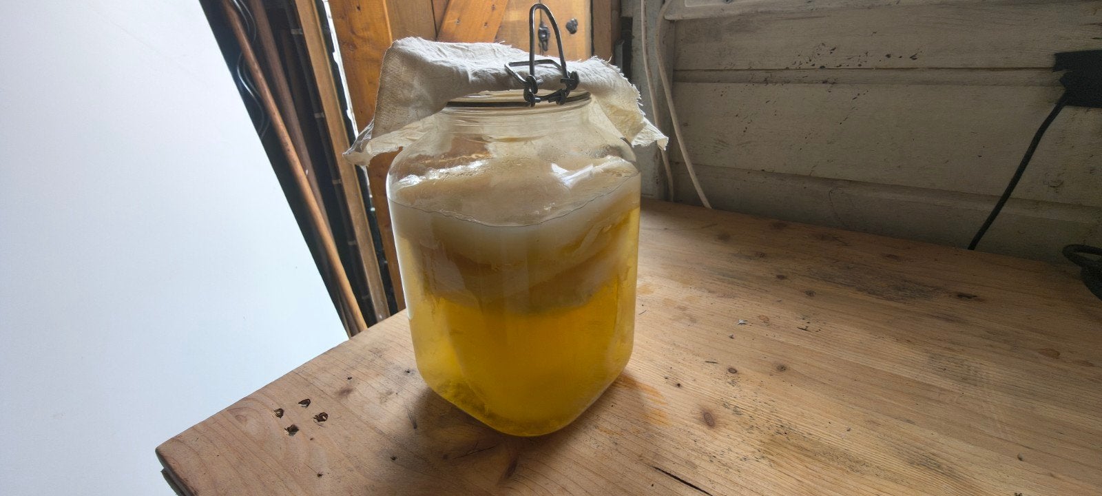 Jun scoby + starter vloeistof, Ophalen