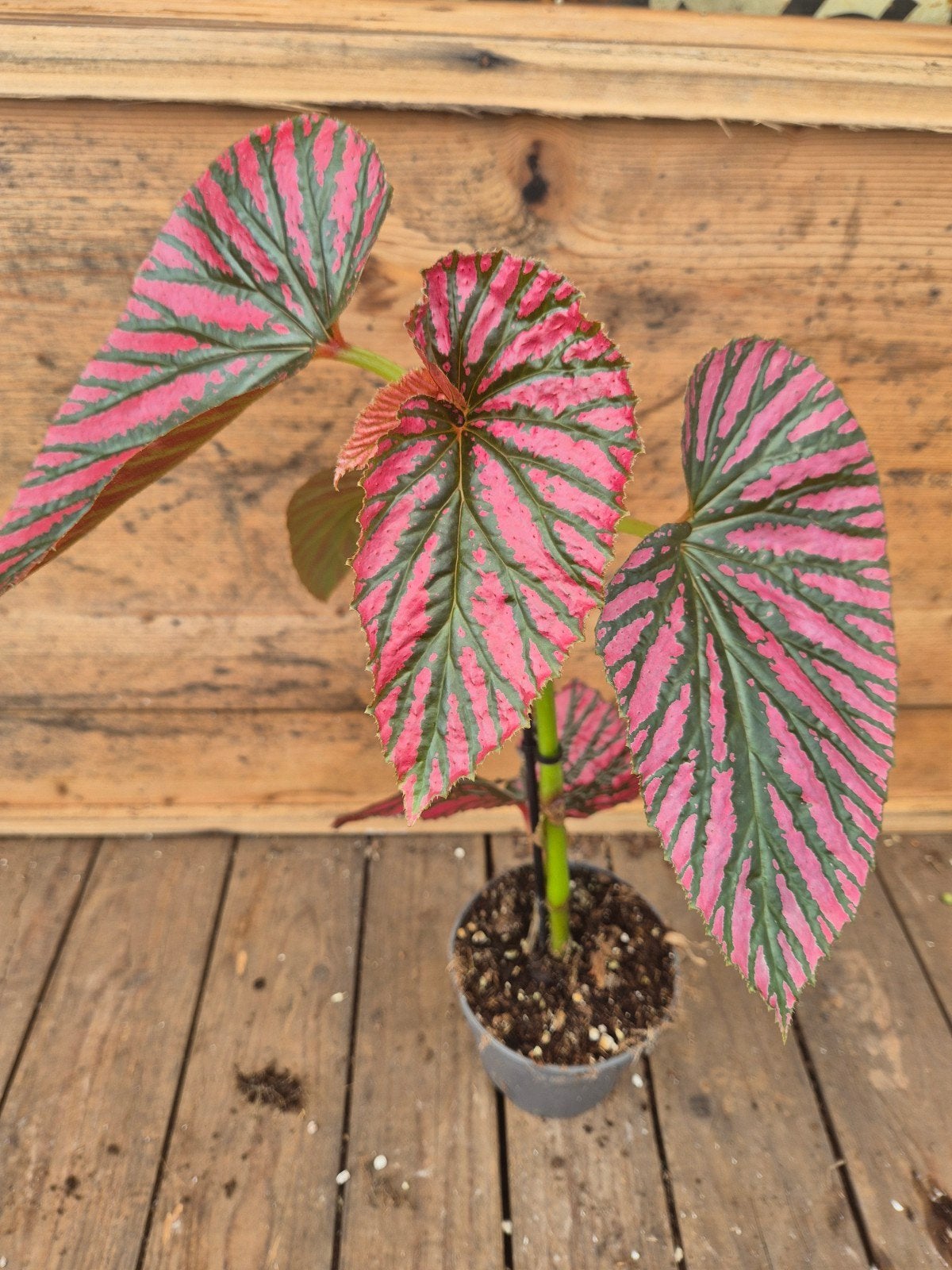 Begonia Brevirimosa p12, Huis en Inrichting, Kamerplanten, Ophalen of Verzenden, Halfschaduw, Minder dan 100 cm