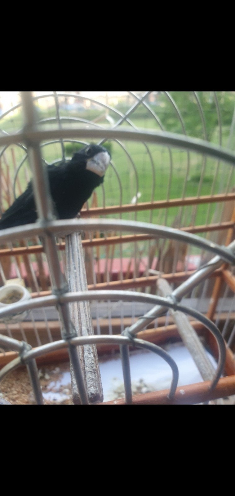 twatwa, Dieren en Toebehoren, Mannelijk, Geringd