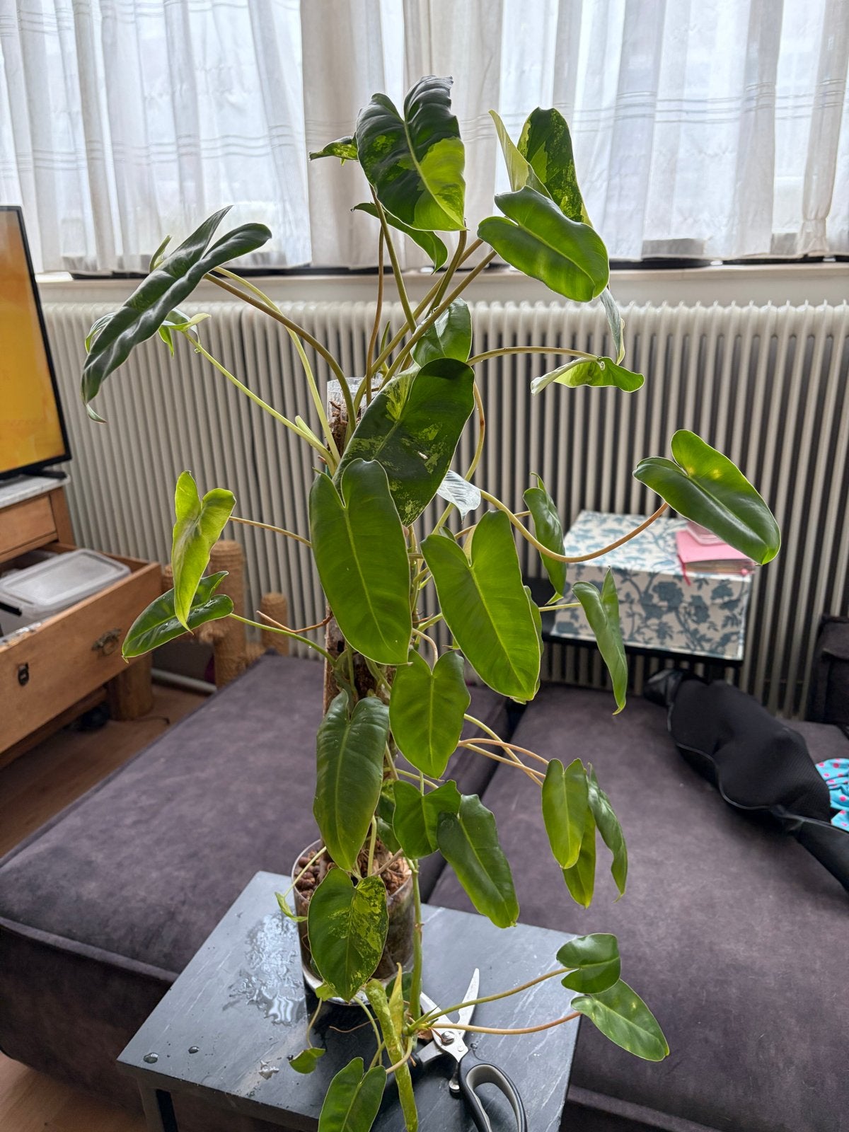 Burl Marx Variegata op mospaal in spagnum en pon, Ophalen, Overige soorten, Halfschaduw, In pot