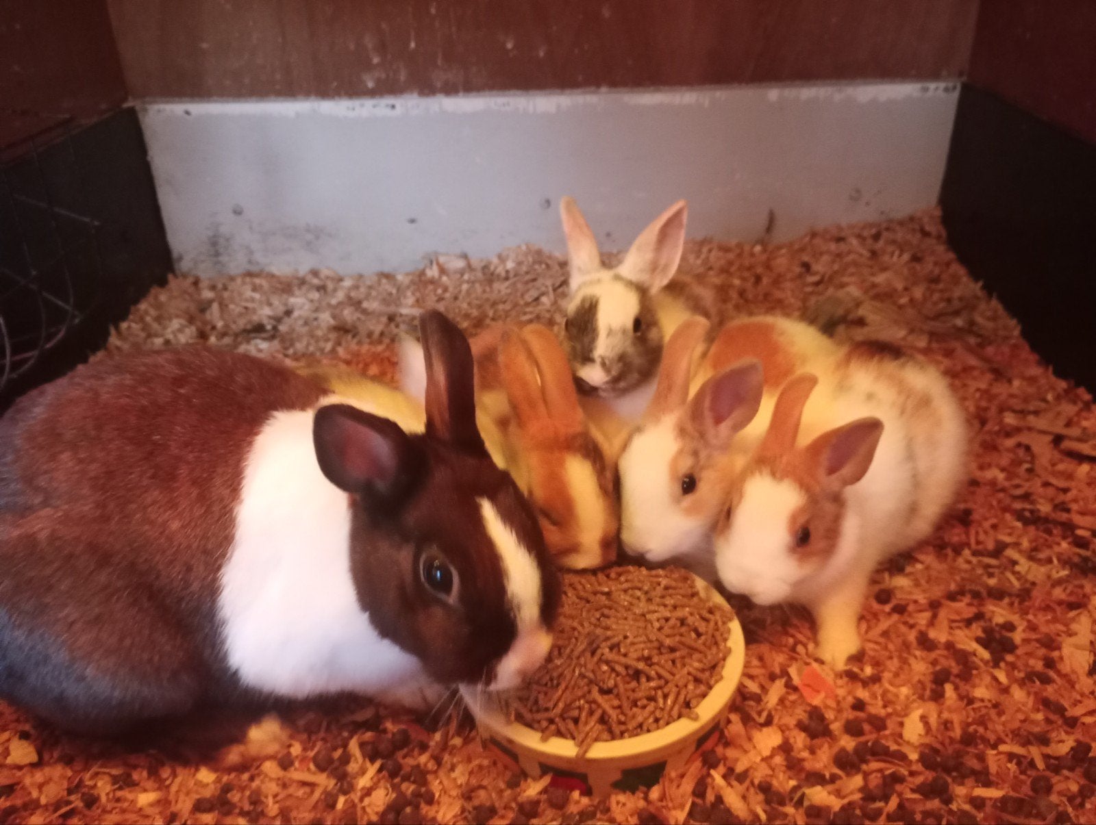 Kleine dwerg konijnen en hangoor konijntjes konijnen te koop, Mei, Meerdere dieren, Overige typen