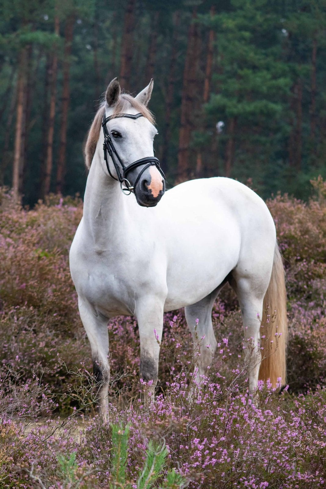 Allerliefste Connemara sprookjes D-pony Molly te koop, Merrie, Met stamboom, Niet van toepassing, 7 tot 10 jaar