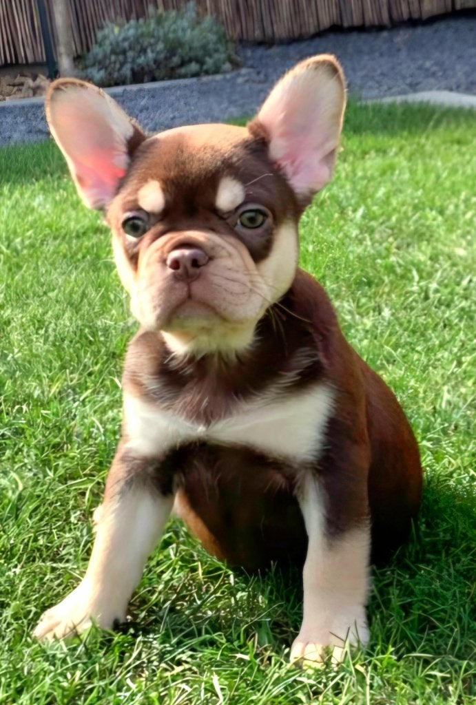 Choco tan Frans bulldog teefje, Dieren en Toebehoren, België, Particulier, 8 tot 15 weken, Teef