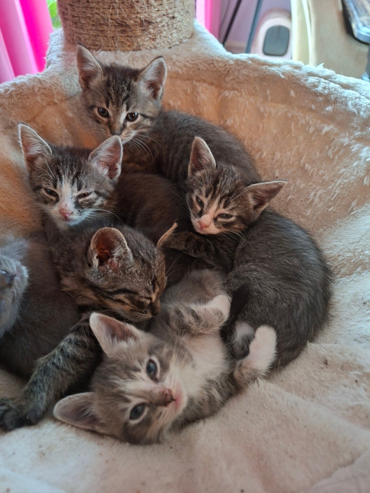 Personeel gezocht, Dieren en Toebehoren, Katten en Kittens | Overige Katten, Meerdere dieren, Kortharig, 0 tot 2 jaar
