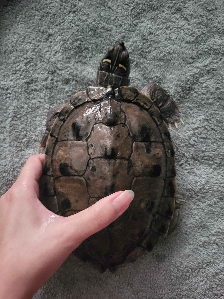eileggend vrouwtjes waterschildpad t.e.a.b., Schildpad, 7 tot 10 jaar