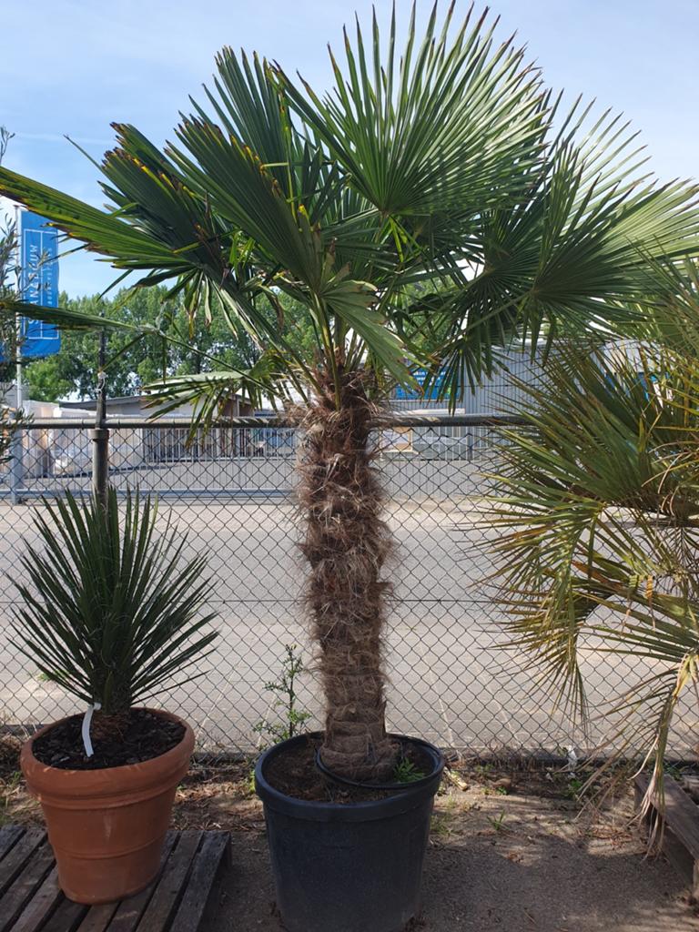Palmbomen/ palmboom, Tuin en Terras, Planten | Bomen, Ophalen
