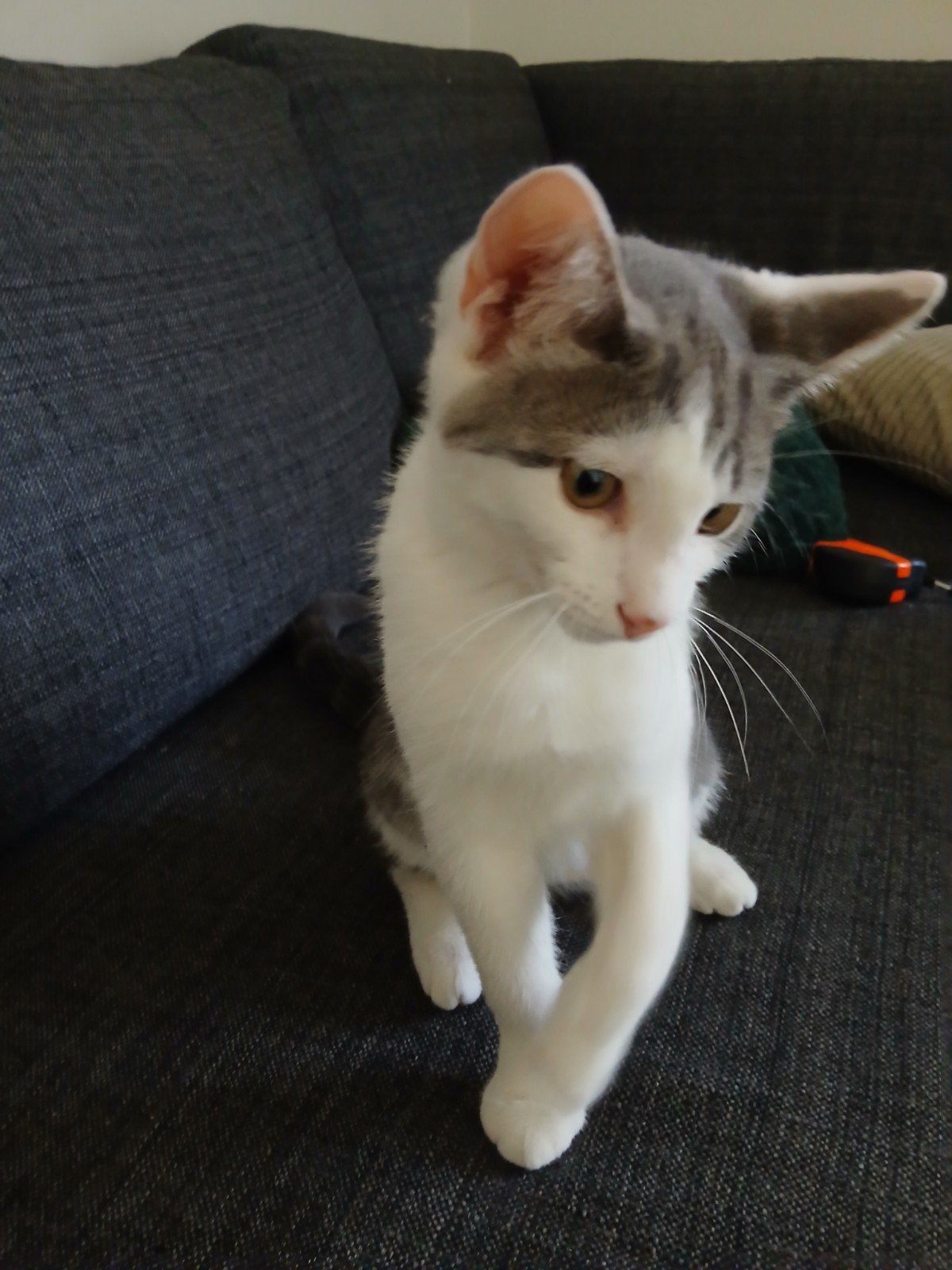 Kitten 3,5 maand ter overname aangeboden, Dieren en Toebehoren, Katten en Kittens | Overige Katten, Kater, Kortharig, 0 tot 2 jaar