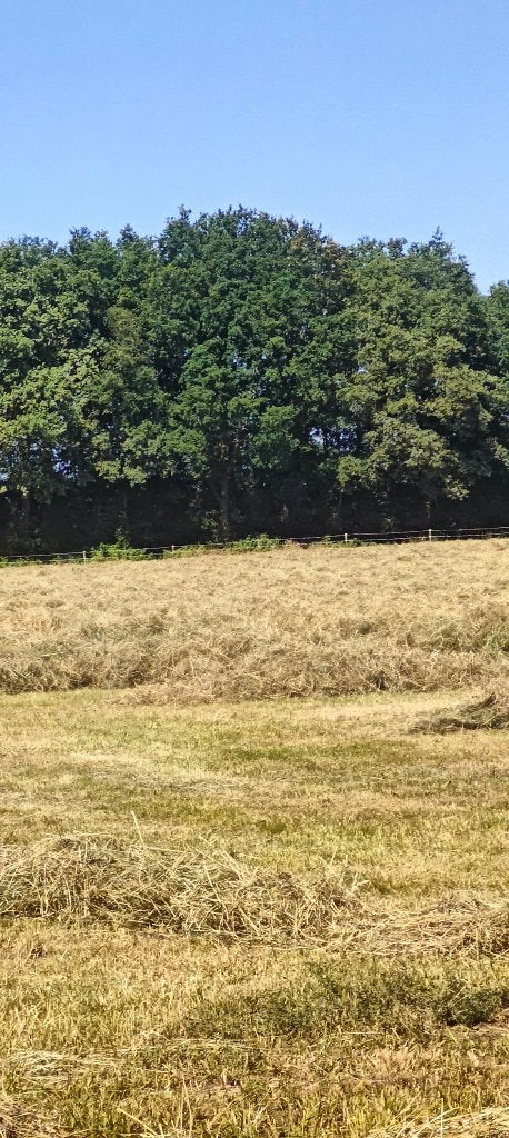 Hooi,  Midibalen, Dieren en Toebehoren, Overige merken, Ophalen, Nieuw, Overige typen