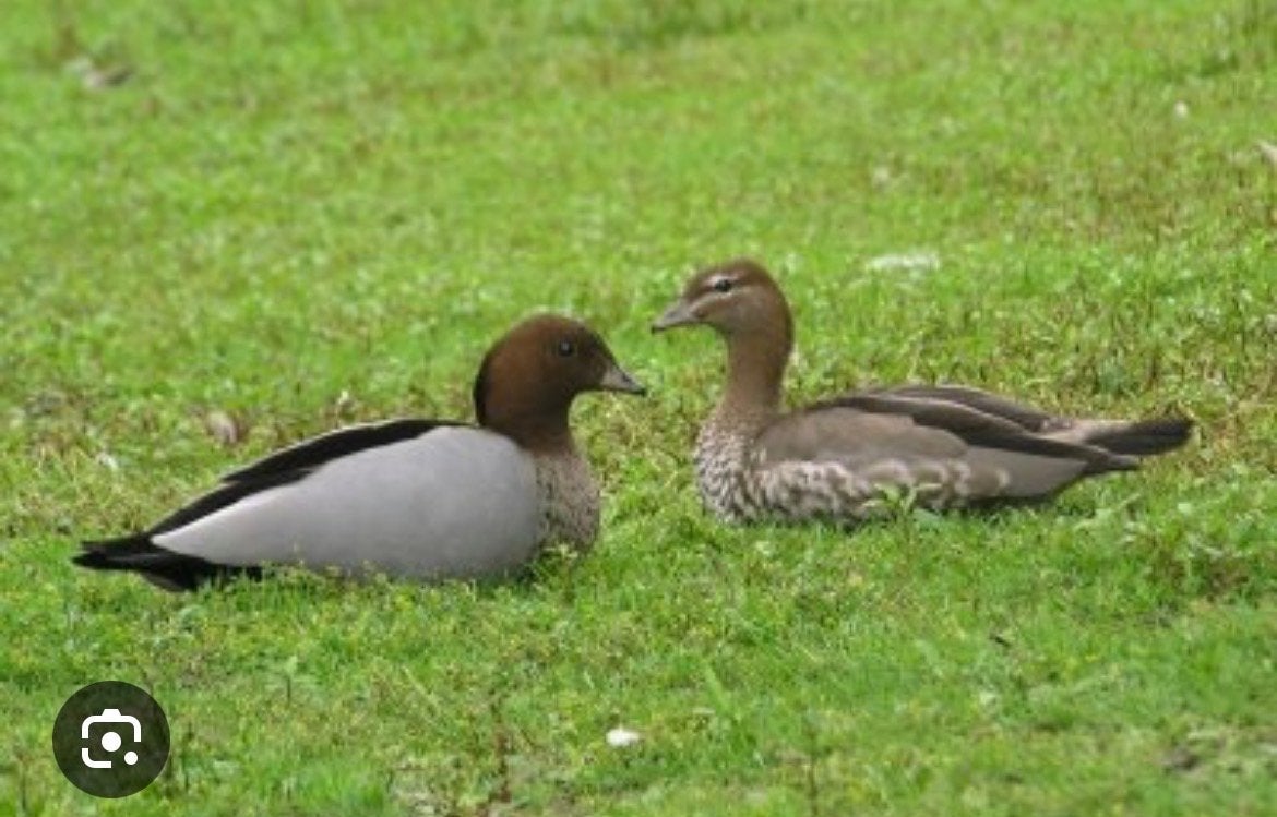 Koppel Manegans koppel, Dieren en Toebehoren, Pluimvee, Meerdere dieren, Gans of Zwaan