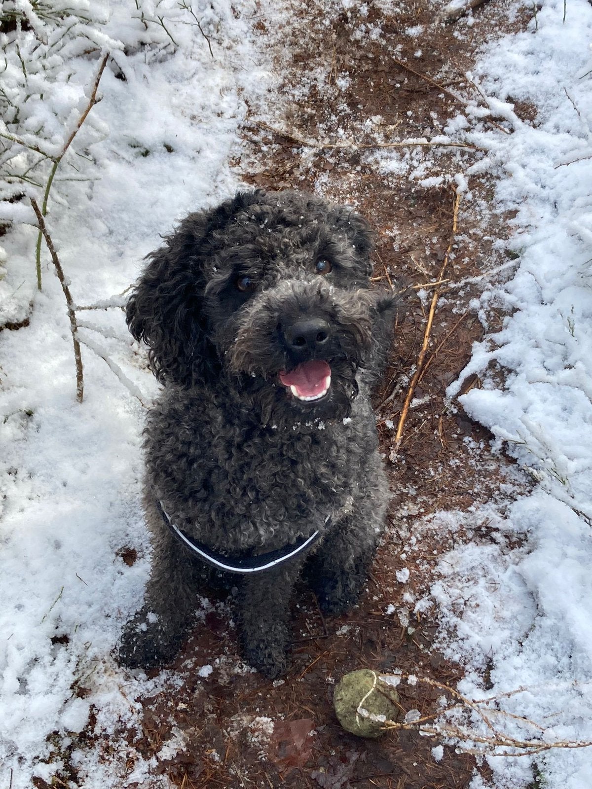 Gezocht: nieuw thuis voor mini Labradoodle (5,5 jaar), Reu, Parvo, Eén hond, Klein