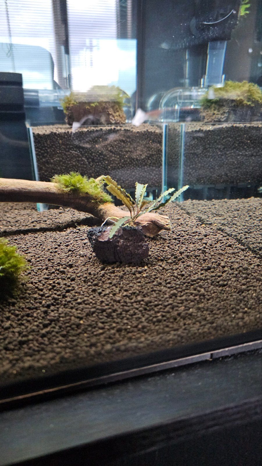 Bucephalandra Biblis op lavasteen, Dieren en Toebehoren, Vissen | Aquaria en Toebehoren, Ophalen of Verzenden, Nieuw, Plant(en), Steen of Hout