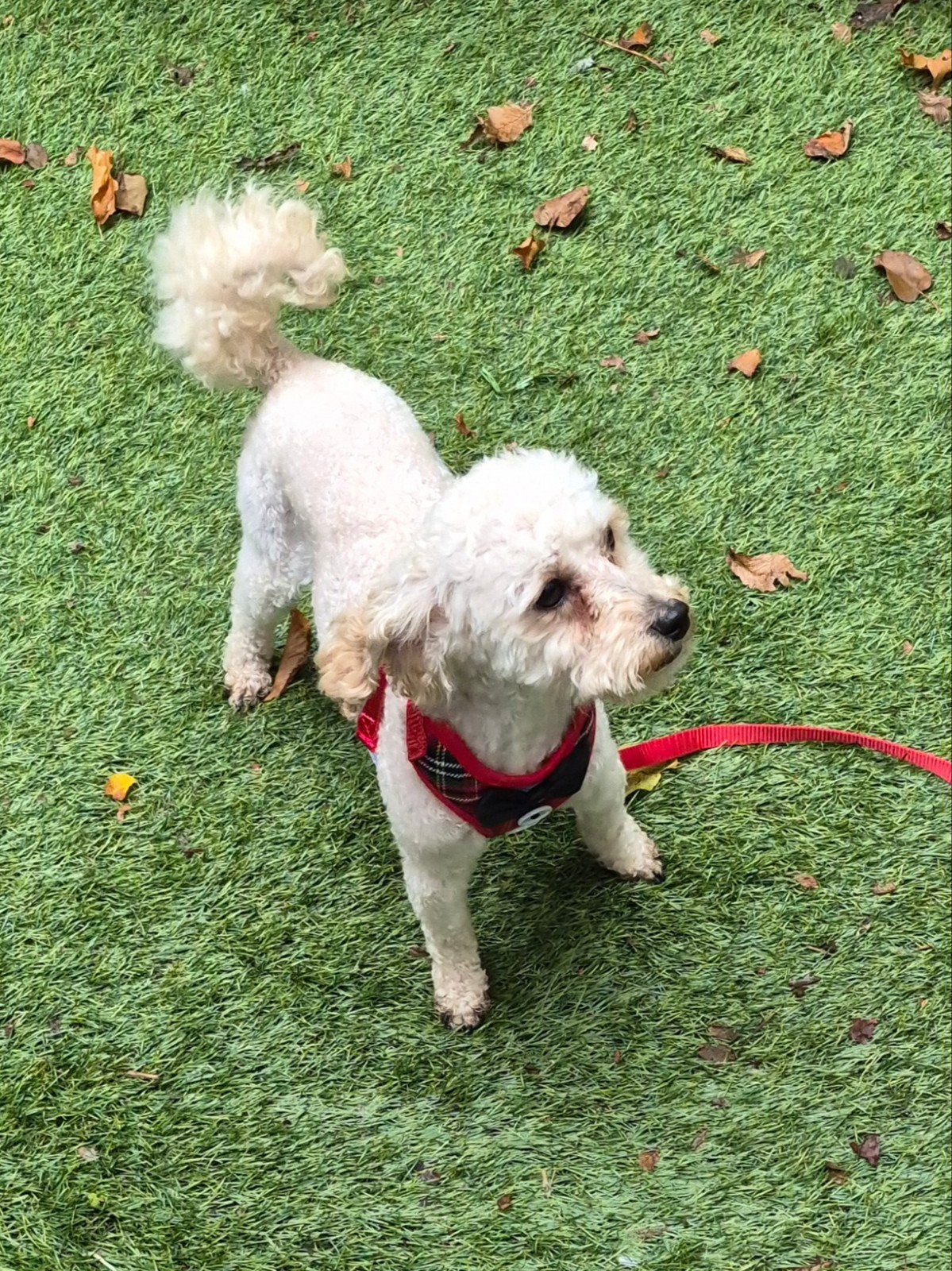 toypoedel Bobby dekreutje .niet tekoop, Reu, Parvo, Eén hond, 3 tot 5 jaar