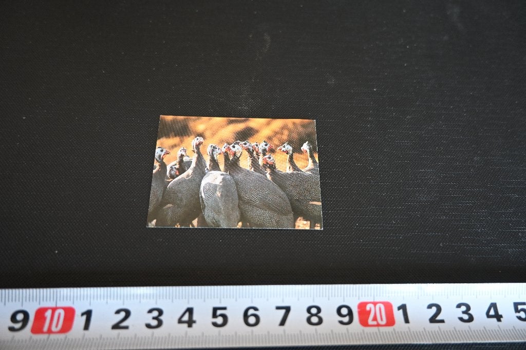 sticker euroflash #204 kalkoenen, Verzamelen, Ophalen of Verzenden, Zo goed als nieuw