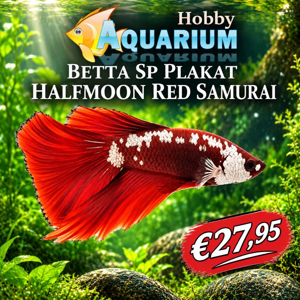 Hobbyaquarium  Betta SP Plakat Red Samurai halfmoon, Vis, Zoetwatervis
